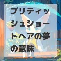 ブリティッシュショートヘアの夢のサムネイル画像