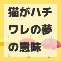 猫がハチワレの夢のサムネイル画像
